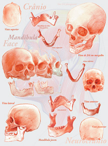 cranios