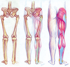 desenho anatomia